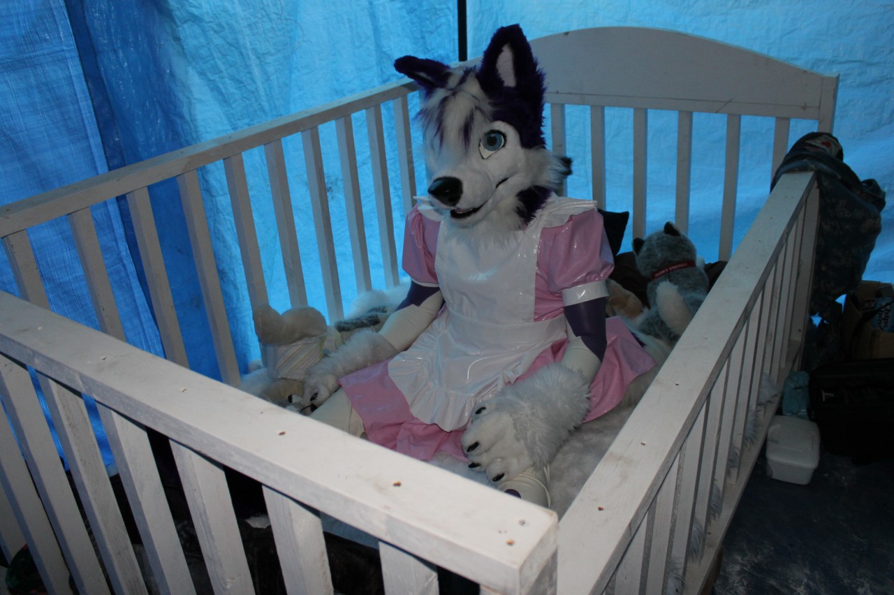 husky in a dress